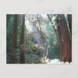 Carte Postale Muir Woods Californie