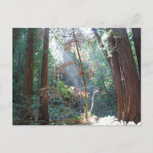 Carte Postale Muir Woods Californie (Devant)