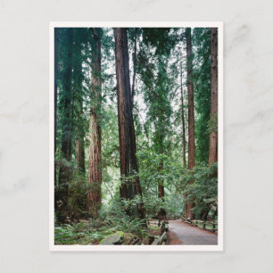 Carte Postale Muir Woods Marin Bay Area Photo de voyage