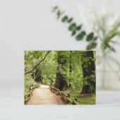 Carte Postale Muir Woods Path II Nature Photography (Debout devant)