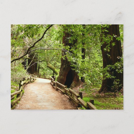 Carte Postale Muir Woods Path II Nature Photography (Devant)