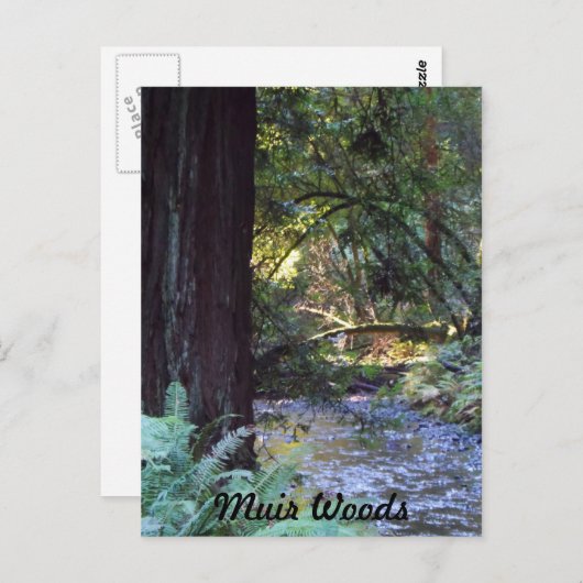 Carte Postale Muir Woods Stream (Devant / Derrière)