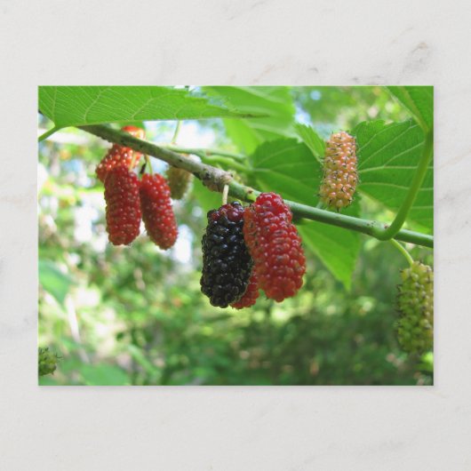 Carte Postale Mulberry Tree (Devant)