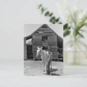 Carte Postale Mule de fermier locataire, années 1930 (Debout devant)