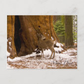 Carte Postale Mule Deer (Devant)