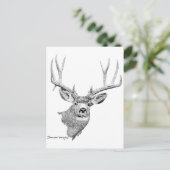 Carte Postale Mule Deer (Debout devant)