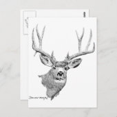 Carte Postale Mule Deer (Devant / Derrière)