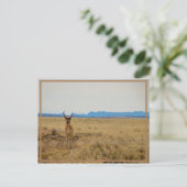 Carte Postale Mule Deer (Debout devant)