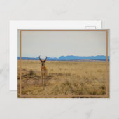 Carte Postale Mule Deer (Devant / Derrière)
