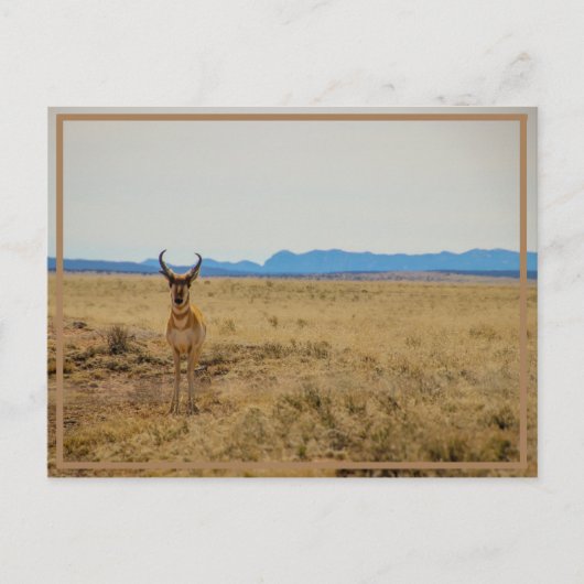 Carte Postale Mule Deer (Devant)