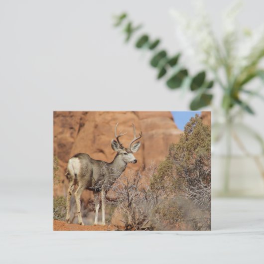 Carte Postale Mule Deer (Debout devant)