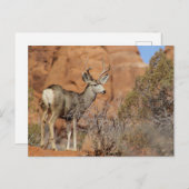 Carte Postale Mule Deer (Devant / Derrière)