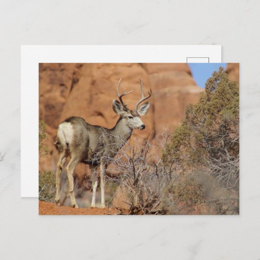 Carte Postale Mule Deer (Devant / Derrière)