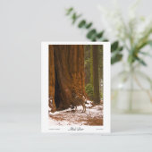 Carte postale Mule Deer (Debout devant)