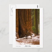 Carte postale Mule Deer (Devant / Derrière)