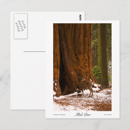 Carte postale Mule Deer (Devant / Derrière)