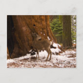 Carte postale Mule Deer (Devant)