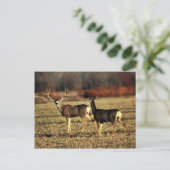 Carte Postale Mule Deer (Debout devant)
