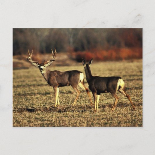 Carte Postale Mule Deer (Devant)