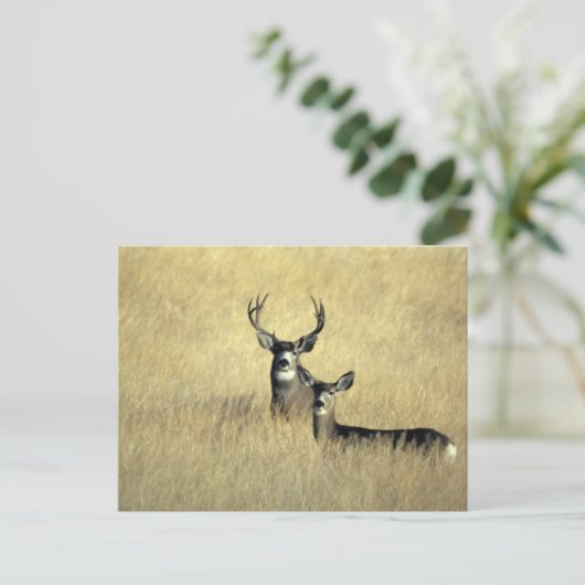 Carte Postale Mule Deer Buck - Do (Debout devant)
