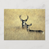 Carte Postale Mule Deer Buck - Do (Devant)