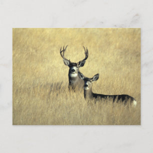 Carte Postale Mule Deer Buck - Doe