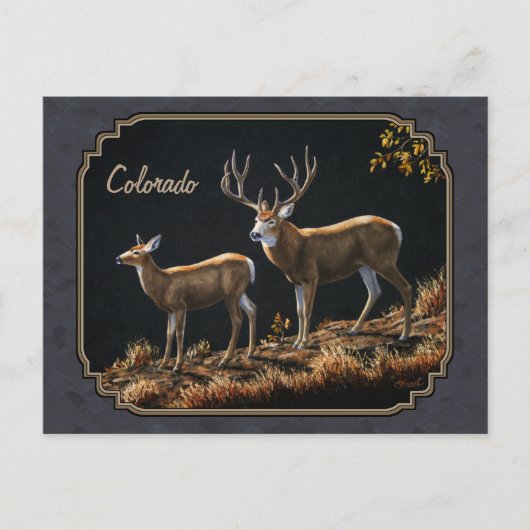 Carte Postale Mule Deer Buck et Doe Grey Custom (Devant)