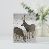 Carte Postale Mule deer bue et doe (Debout devant)