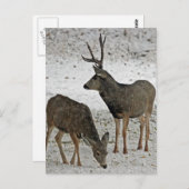 Carte Postale Mule deer bue et doe (Devant / Derrière)