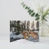 Carte Postale Mule Deer dans la saison de neige / hiver (Debout devant)