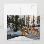 Carte Postale Mule Deer dans la saison de neige / hiver (Devant / Derrière)