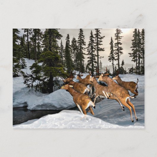 Carte Postale Mule Deer dans la saison de neige / hiver (Devant)