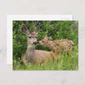 Carte Postale Mule Deer Doe avec Fawn (Devant / Derrière)