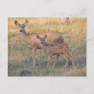 Carte Postale Mule Deer Doe et Fawn