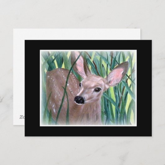 Carte Postale Mule Deer Fawn (Devant / Derrière)