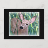 Carte Postale Mule Deer Fawn (Devant)