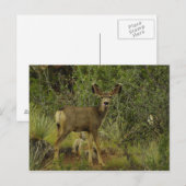 Carte postale Mule Deer Raspberry (Devant / Derrière)