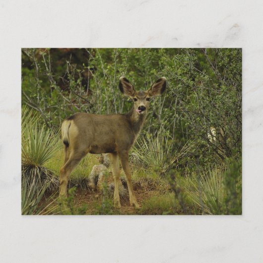 Carte postale Mule Deer Raspberry (Devant)
