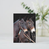 Carte Postale Mule Twosome (Debout devant)
