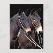 Carte Postale Mule Twosome (Devant)