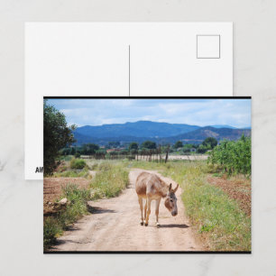 Carte Postale Mulet espagnol sur route de campagne