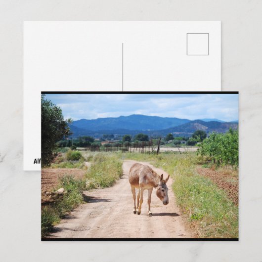 Carte Postale Mulet espagnol sur route de campagne (Devant / Derrière)