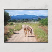 Carte Postale Mulet espagnol sur route de campagne (Devant)