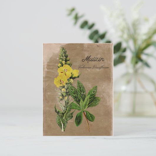 Carte postale Mullein de style vintage (Debout devant)