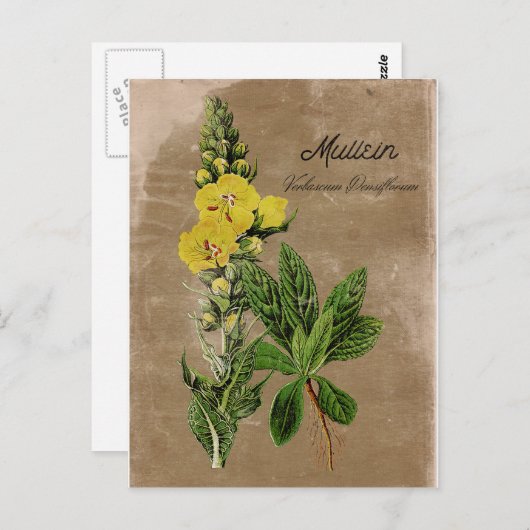 Carte postale Mullein de style vintage (Devant / Derrière)