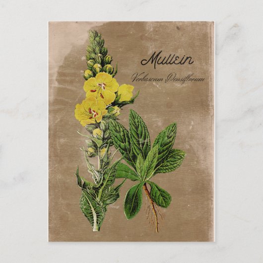 Carte postale Mullein de style vintage (Devant)