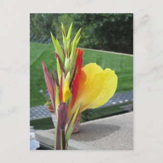 Carte postale multicolore Cannas Bloom