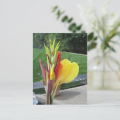 Carte postale multicolore Cannas Bloom (Debout devant)