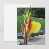 Carte postale multicolore Cannas Bloom (Devant / Derrière)
