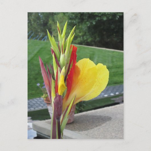 Carte postale multicolore Cannas Bloom (Devant)
